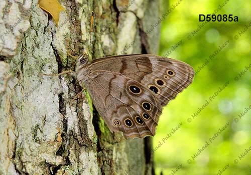 Northern Pearly-eye (Lethe anthedon)